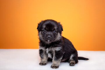 Adorable little fluffy puppy sitting on a white and yellow background