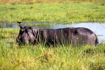 Hippopotamus in water in the grasslands of the Okavango Delta, Botswana