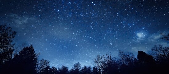 Silhouetted trees stand tall against the backdrop of a beautiful starry night sky filled with twinkling stars