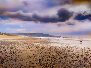 shells on the shore 