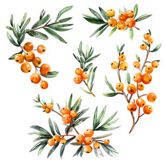 Set of stickers with berries and sea buckthorn branches. Watercolor illustration. - obrazy, fototapety, plakaty