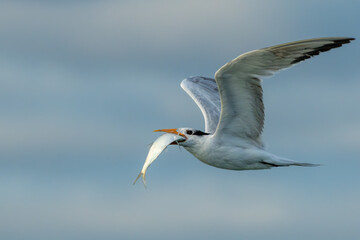 Royal Tern flying with fish