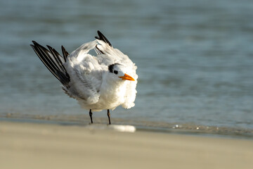 Royal Tern 