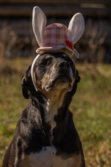 Cute Sweet Adult Mixed Breed Happy Easter Black Dog Mutt Wearing Pink and White Checkered Bunny Rabbit Ears and Hat with Flower Facing Up and Right with Space for Text Outdoors
