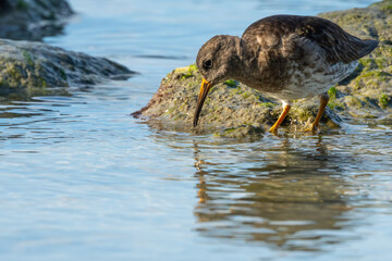 Purple Sandpiper