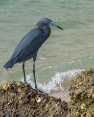 Little Blue Heron