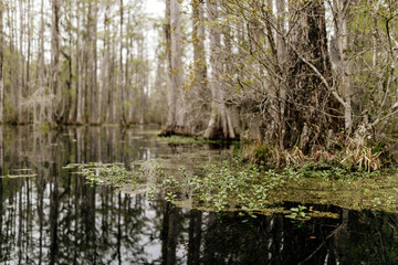 Beautiful landscape in a swamp with cypress trees with Spanish moss, aerial roots and alligators....