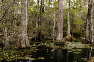 Beautiful landscape in a swamp with cypress trees with Spanish moss, aerial roots and alligators. Cypress Garden, Charleston, South Carolina, USA