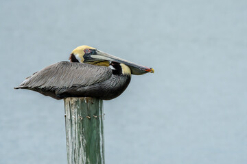 Brown Pelican