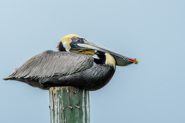 Brown Pelican