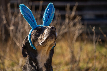 Cute Adult Mixed Breed Happy Easter Black Dog Mutt Wearing Blue Bunny Rabbit Ears Facing Up and Right with Space for Text Outdoors