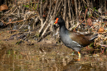 Moorhen