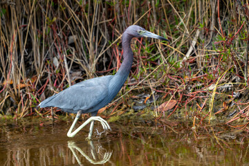 Little Blue Heron