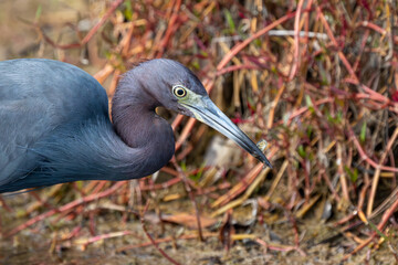 Little Blue Heron