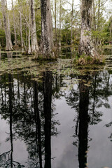 Beautiful landscape in a swamp with cypress trees with Spanish moss, aerial roots and alligators. Cypress Garden, Charleston, South Carolina, USA