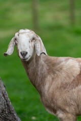Portrait of an Anglo Nubian goat