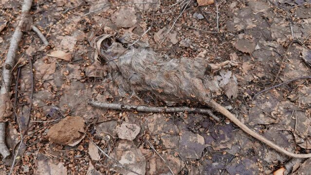 a dead rotten rat on dry leaves in a spring park, a decomposing rat