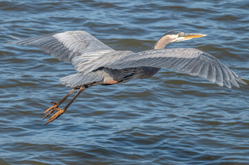 Closeup of a great blue heron flying over a lake.