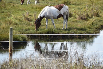 wild pony horse water drinking