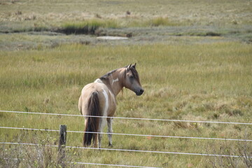 wild pony horse natural habitat
