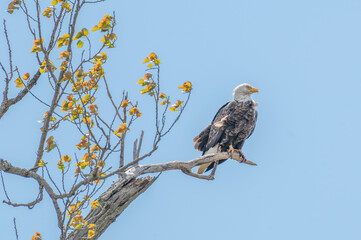 American bald eagle perched on a broken tree branch.