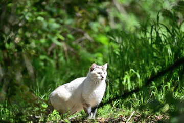 Feral Cat enjoying the freedom in the wild. 