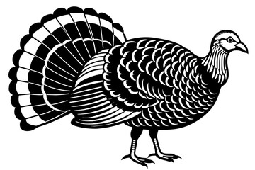 turkey vector illustration