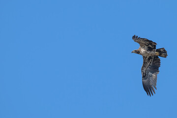 Juvenile American bald eagle in flight against a blue sky.