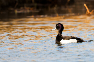 Tufted duck on the water, swimming near the reeds in Springtime, with the sun reflection on the water