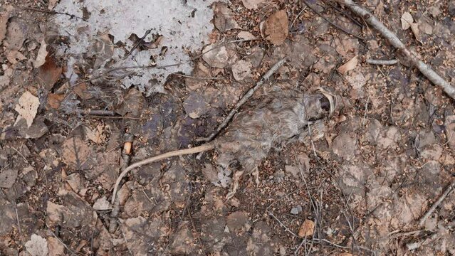 a dead rotten rat on dry leaves in a spring park, a decomposing rat