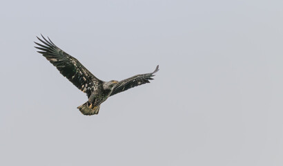 Juvenile American bald eagle in flight against a blue sky.