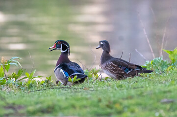 Closeup of wood duck standing in the grass.