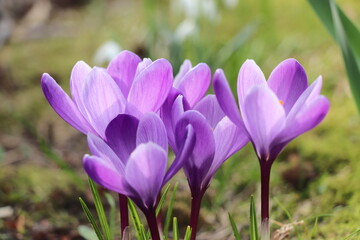 A group of white and purple crocuses - 766680414
