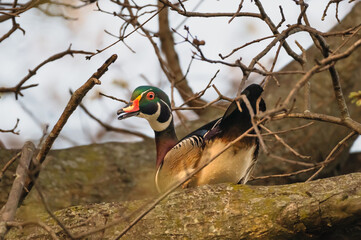 Closeup of wood duck standing in the grass.