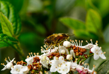wild honey bee, Bee collecting pollen on white flowers in spring