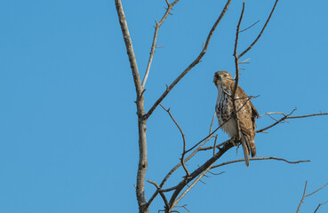 Closeup of a red tailed hawk perched in a tree.