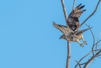 Red tailed hawk in flight, wings extended.