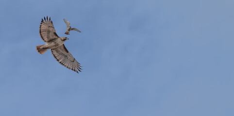 Red tailed hawk in flight, wings extended.