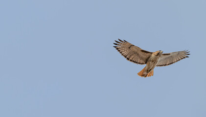 Red tailed hawk in flight, wings extended.