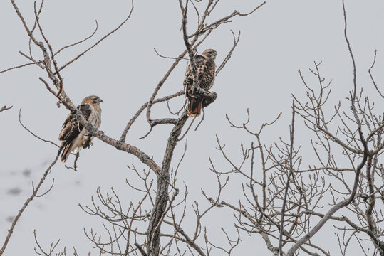 Pair of red tailed hawks perched in a bare tree.