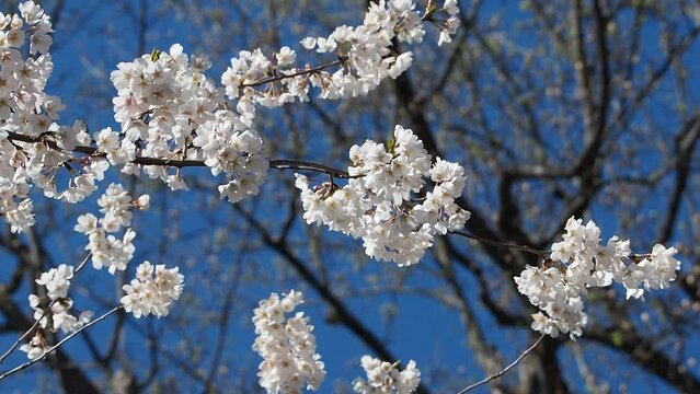 branches of yoshino cherry blossoms in springtime