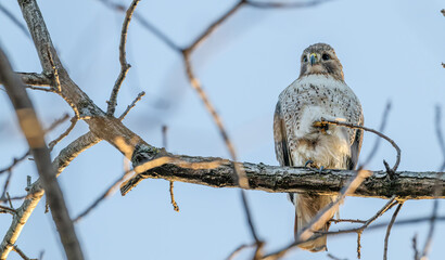 Closeup of a red tailed hawk perched in a tree.