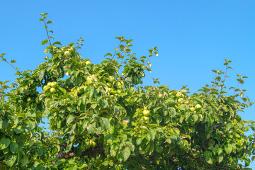 Fototapeta na wymiar branch of an apple tree