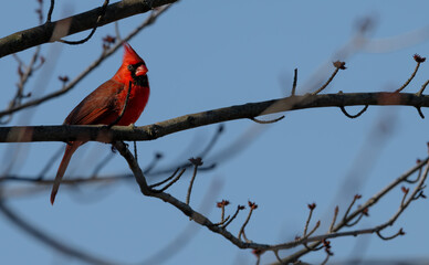 Male northern cardinal perched in a bare tree.