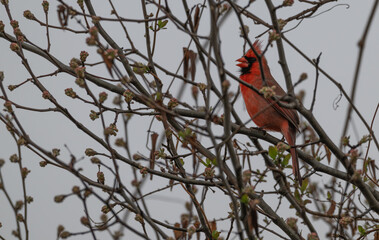 Male northern cardinal perched on bare tree branch as it sings.