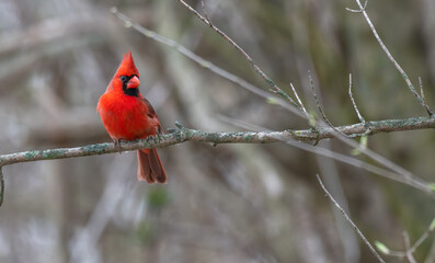 Male northern cardinal perched on  bare tree branch.