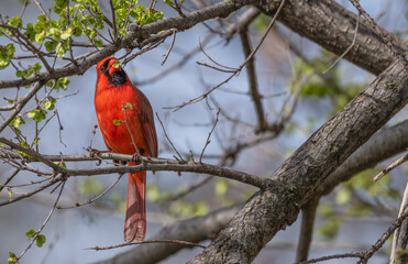 Male northern cardinal perched on a tree branch.