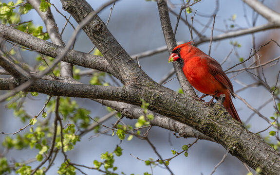 Male northern cardinal perched on a tree branch.