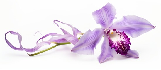 A stunning purple orchid flower is captured in a closeup macro photography on a white background, showcasing the delicate petals of this terrestrial plant in vibrant violet hues