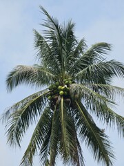 Fototapeta na wymiar palm tree on sky